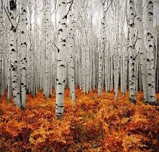 Birch Trees In Colorado Great Pic Of A Forest Of Birch Trees In Colorado Usa Nature Photography Nature Beautiful Sites