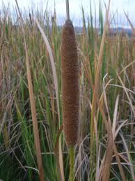 Image result for Typha capensis