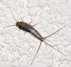Customer care is a top priority for all n one pest eliminators. Bed Bugs Pest Control Oakland Exterminator Cockroaches Rodents Mice Traps Rats Beetles Flies Wasps Ants Spiders In Oakland Ca Pest Control Oakland