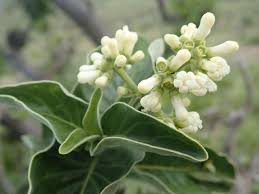 Image result for Psychotria heterosticta