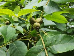 Image result for Juglandaceae