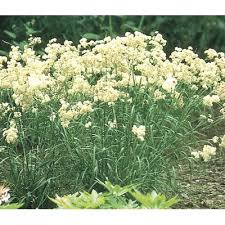 Maybe you would like to learn more about one of these? Ornamental Grasses At Lowes Com