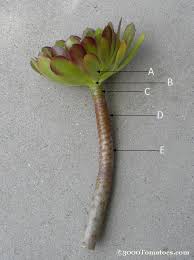 However, many cactus hobbyists come to the point when they want to in this post, we will give you the full guide on cactus propagation from seeds, stem and leaf cuttings, offsets and share tips. Succulent Propagation Technique Succulents Diy Succulents Plants