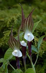Pin On Flowers