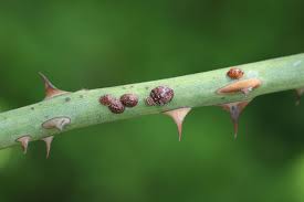 Image result for puklice na pokojových rostlinách obrázek