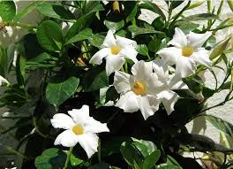 Check spelling or type a new query. 10 Tanaman Rambat Berbunga Dan Cara Merawatnya Blog Ruparupa