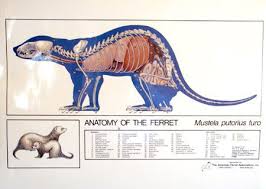 Ferret Anatomy Poster Pet Ferret Ferret Black Footed Ferret