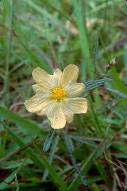 Image result for Sida javensis