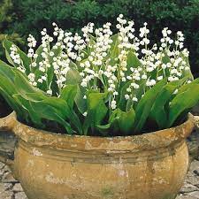 Lili Of The Valley Must Grow This In Honor Of My Mother In Law Plants Garden Containers Garden Inspiration