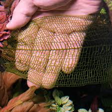 Image result for Wahlenbergia madagascariensis