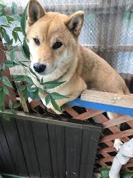 今日も挟まったテツ 柴犬 犬