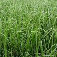 Image result for Urochloa dictyoneura