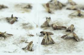 Furcht vor fruchtfleisch führt zu flucht vor fruchtfleisch. Lebensmittelmotten Schadlingen Den Kampf Ansagen Myhammer