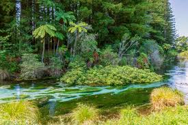 Republicanism in new zealand is a political position that holds that new zealand's system of government should be changed from a constitutional monarchy to a republic. New Zealand Oceania North Island Rotorua Hamurana Springs Nature Reserve Redwood Forest Sequoioideae Stockphoto