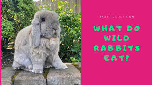 A question that is asked often but not always answered correctly. What Do Wild Rabbits Eat Rabbit Scout