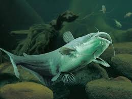 9fc7d2d1c1f97ed5c4d944d627bd0ee5 Jpg 1024 768 Catfish Fishing Freshwater Catfish Channel Catfish