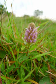 Image result for Uraria