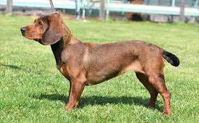 Image result for alpský brakýř jezevčíkovitý