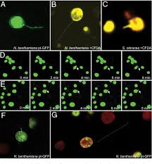 Plant cell responsible for photosynthesis. Stromule Semantic Scholar