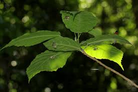 Image result for Mildbraedia carpinifolia