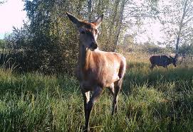 The effects of the nuclear disasterthere were many health effects that were short term and long term after the. Animals Of Chernobyl Welcome To The Wildlife Paradise In A Nuclear Exclusion Zone The Calvert Journal