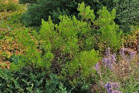 Image result for Manniophyton