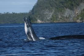 Humpback whales live in all oceans around the world. Humpback Whales Fasting In Tonga Instead Of Eating Krill And Planktonliving Oceans Foundation