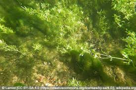 Algenentferner werden notig wenn beispielsweise offentliche anlagen wie schwimmbader unter algenbefall leiden oder algen auf steinen zu entfernen sind. Algen Im Aquarium 6 Naturliche Hausmittel Um Sie Zu Entfernen Gartendialog De