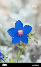 Image result for Lysimachia monelli