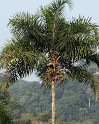 Image result for Syagrus