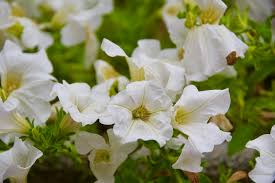 Image result for Petunia axillaris