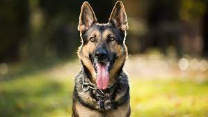 As you engage in more activities with your gsd, your bond will. Facts About German Shepherds You Need To Know Before Adopting One Sheknows