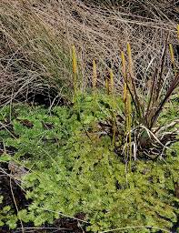 Image result for Lycopodiella caroliniana