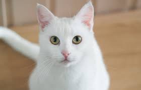 Some cat breeds have big ears because they are big cats. White Cat Breeds List With Pictures Lovetoknow