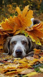 Fotos Von Weimaraner Hunde Blattwerk Herbst Ein Tier 1080x1920 Lade das bild tiere,katzen,herbst kostenlos aufs handy herunter. weimaraner hunde blattwerk herbst
