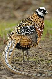 Birds That Lay Eggs On The Ground Ontario Pin By Jane Capone On Animals In 2020 Birds Most Beautiful Birds Beautiful Birds