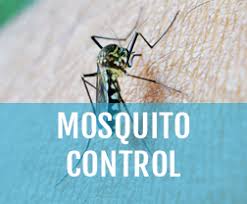 The first is to treat your home before they enter. Termite Pest Control Service Company Melbourne Fl Melbourne Fl Home And Commercial Exterminator Brevard County Florida Get Beachside Termite Pest Control