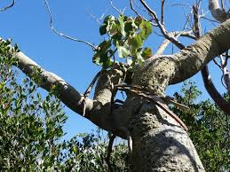 Image result for Hildegardia