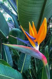 Orange Bird Of Paradise In Pot Bird Of Paradise Flower Print In 2020