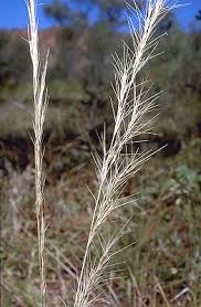 Image result for Aristida diminuta