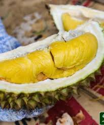 Sầu riêng musan king loại sầu riêng thuộc hàng ngon nhất, múi to còn hạt thì cực lép. Sáº§u Rieng Musang King Cung Cáº¥p Giá»'ng Sáº§u Rieng Vua Malaysia
