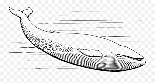 Fun coloring pages, color posters, worksheets, and handwriting. Blue Whale Coloring Pages Papapishu Blue Whale Printable Blauwal Malvorlage Emoji Whale Emoji Text Free Transparent Emoji Emojipng Com