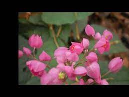 Pin On Flower Gardening