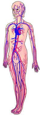 Transportation In Humans Learn Biology Class 7 Amrita Vidyalayam Elearning Network