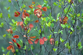 Image result for Hymenocardia ulmoides