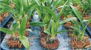 Maybe you would like to learn more about one of these? Inilah 29 Cara Membuat Pot Sabut Kelapa