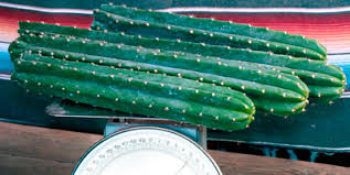 Start by hiking up into hills in. Buy San Pedro Cactus Identifying Trichocereus Pachanoi Peruvian Torch Cactus Richocereus Bridgesii