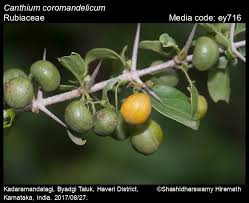 Image result for Canthium