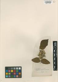 Image result for Balthasaria schliebenii