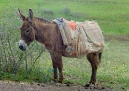 Will You Be A Donkey? | Golden Apple Silver Setting